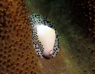 Black-spotted egg cowrie Boracay Island Philippines