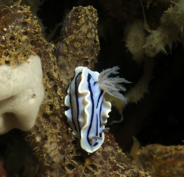 A Chromodoris Willani nudibranch Boracay Philippines