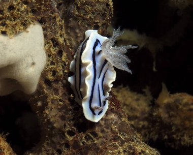 A Chromodoris Willani nudibranch Boracay Philippines