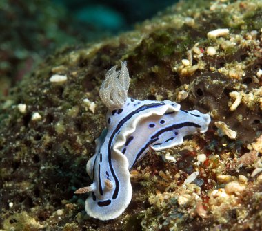 A Chromodoris Willani nudibranch Boracay Philippines