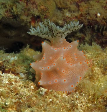 A Halgerda Batangas nudibranch Boracay Philippines