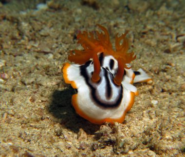 A Chromodoris Magnifica nudibranch crawling on sand Boracay Island Philippines