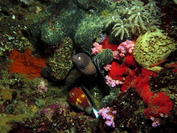 White Eyed Moray Colorful Corals Boracay Island Philippines — Stok fotoğraf