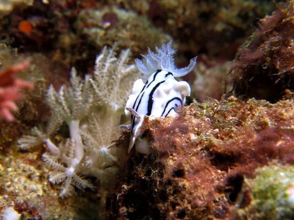 Chromodoris Willani Nudibranch Crawling Soft Corals Boracay Philippines — Stock fotografie