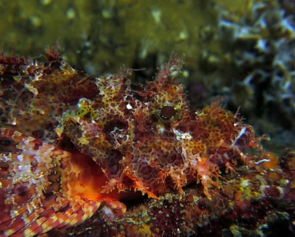 Bearded Scorpionfish Boracay Philippines — Zdjęcie stockowe