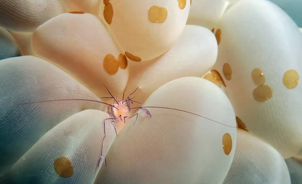 A small Bubble coral shrimp Cebu Philippines