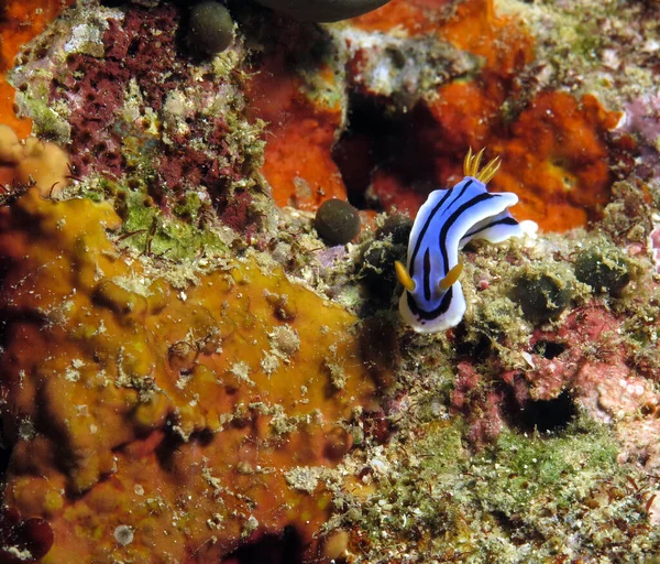 A Chromodoris Lochi nudibranch Boracay Philippines