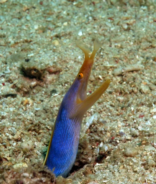 A Ribbon eel on sand Boracay Island Philippines