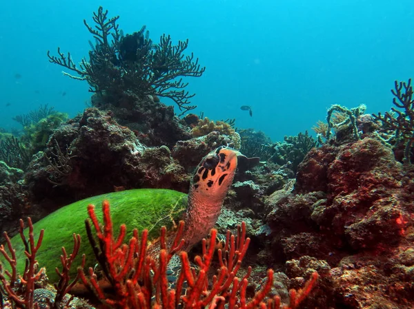 A Hawksbill turtle resting on corals Boracay Philippines