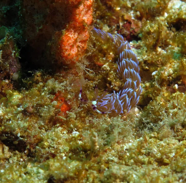 Blue Dragon Nudibranch Crawling Corals Boracay Philippines — Stock fotografie