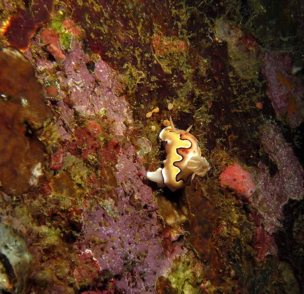 A Goniobranchus Coi nudibranch on a wreck Boracay Island Philippines 