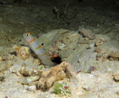 Orange Stripe Prawn Goby also known as Randall's Shrimp Goby Cebu Philippines