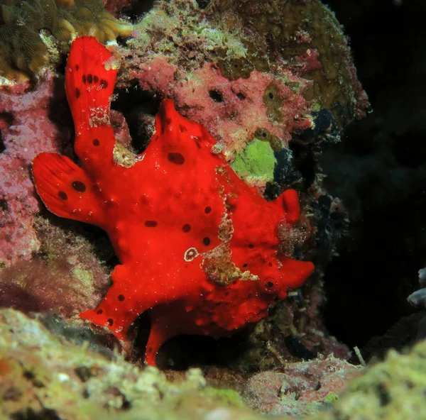 Ein Gemalter Anglerfisch Auch Bekannt Als Antennarius Pictus Cebu Philippinen — Stockfoto