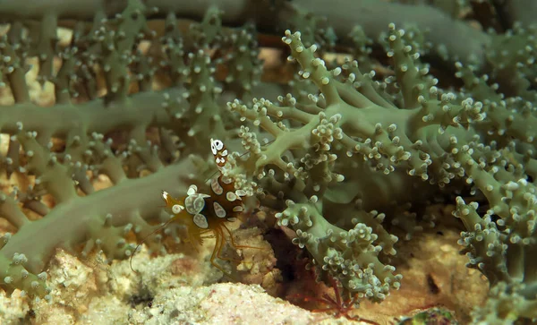 Squat Shrimp Soft Coral Cebu Philippines — Stockfoto