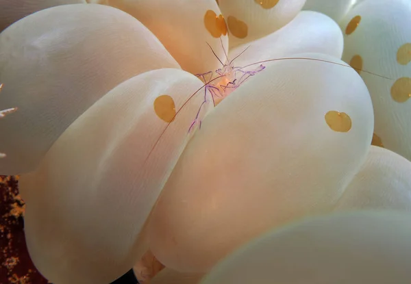 Bubble Coral Shrimp Bubble Coral Cebu Philippines — Stock Photo, Image