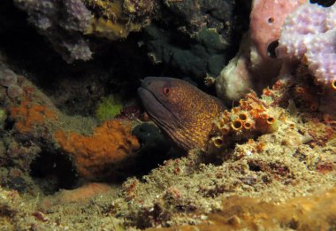 A Giant moray eel hidden amongst corals Boracay Philippines