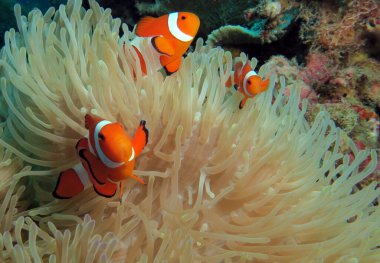 Three False clown anemonefish on anemone Boracay Philippines  