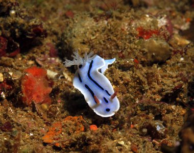 A Chromodoris Willani nudibranch Boracay Philippines