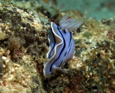 Chromodoris Willani nudibranch crawling on a coral Boracay Philippines