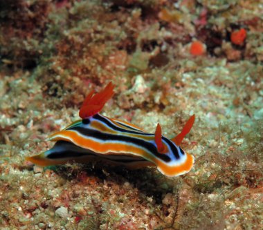A Chromodoris Quadricolor nudibranch crawling on sand Boracay Island Philippines