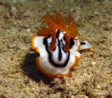 A Chromodoris Magnifica nudibranch crawling on sand Boracay Island Philippines