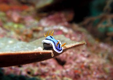 A Chromodoris Lochi nudibranch on a brown soft coral Boracay Island Philippines