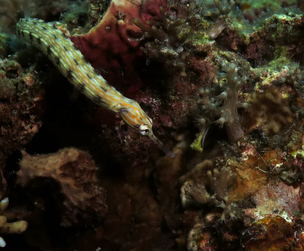 A Schultz pipefish Panagsama beach Cebu Philippines