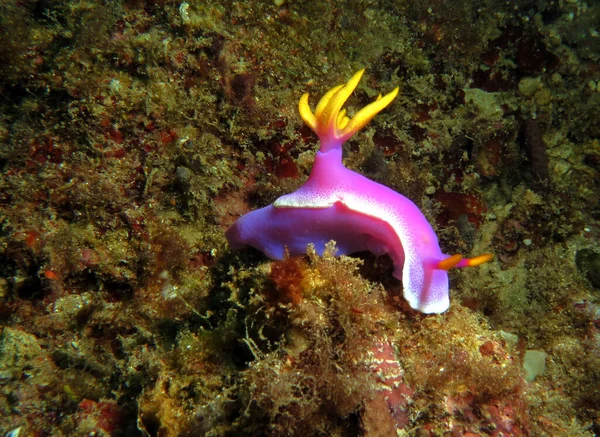 Hypselodoris Apolegma Nudibranch Corals Boracay Philippines — ストック写真