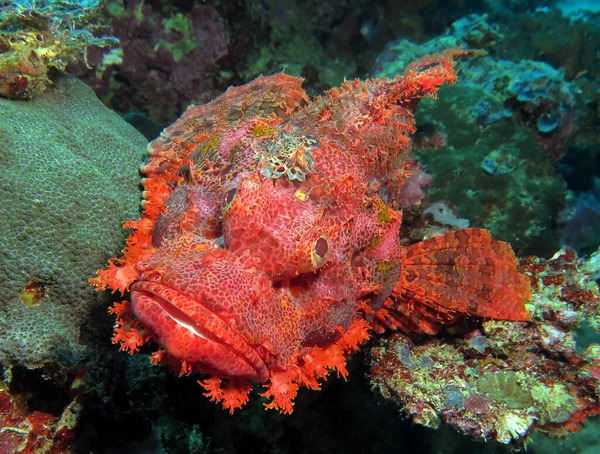 A Bearded Scorpionfish resting on corals Boracay Philippines