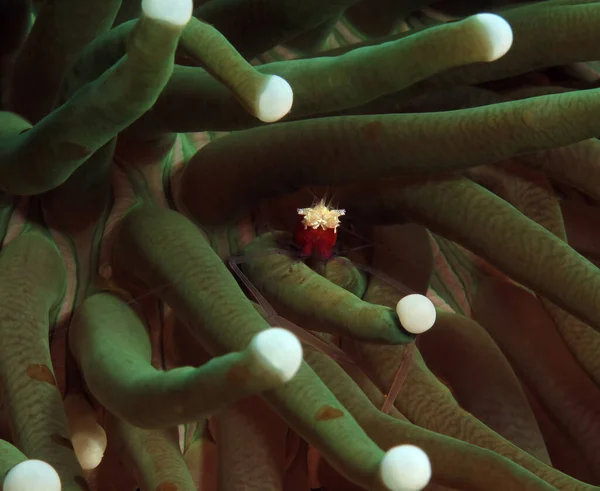 Mushroom Coral Shrimp Sheltered Tentacles Anemone Boracay Philippines —  Fotos de Stock