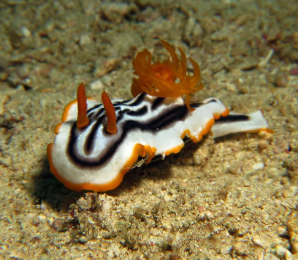 Chromodoris Magnifica Nudibranch Crawling Sand Boracay Island Philippines — Stockfoto