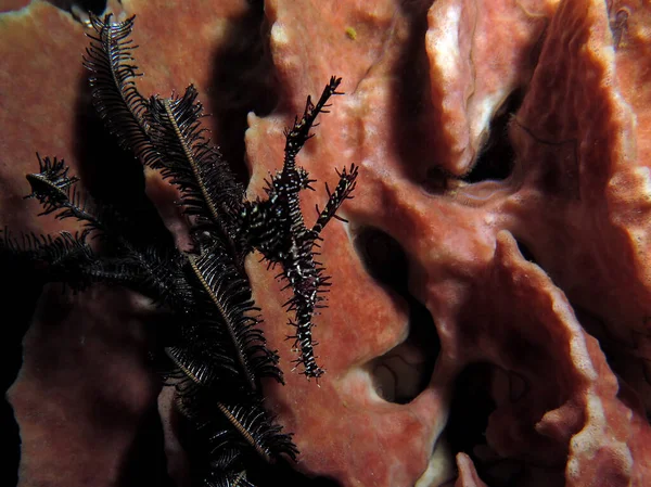 Black Ornate Ghost Pipefish Barrel Sponge Boracay Island Philippines — Stockfoto