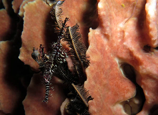 Black Ornate Ghost Pipefish Barrel Sponge Boracay Island Philippines — Fotografia de Stock