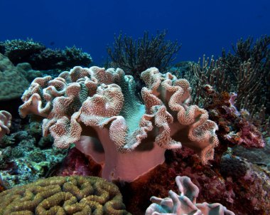 A Mushroom Leather coral in a shallow reef Boracay Island Philippines