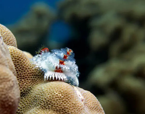 A white Christmas tree worm, Spirobranchus giganteus Boracay Island Philippines