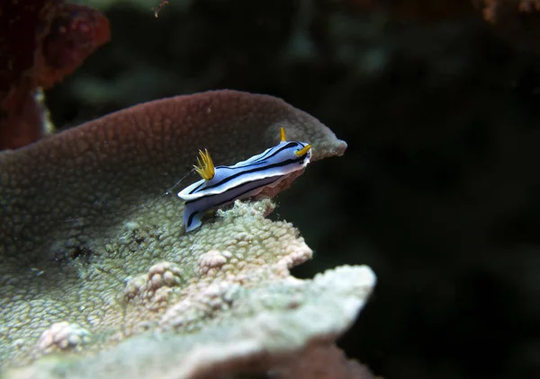 Μια Chromodoris Lochi Nudibranch Σέρνεται Στα Κοράλλια Boracay Φιλιππίνες — Φωτογραφία Αρχείου