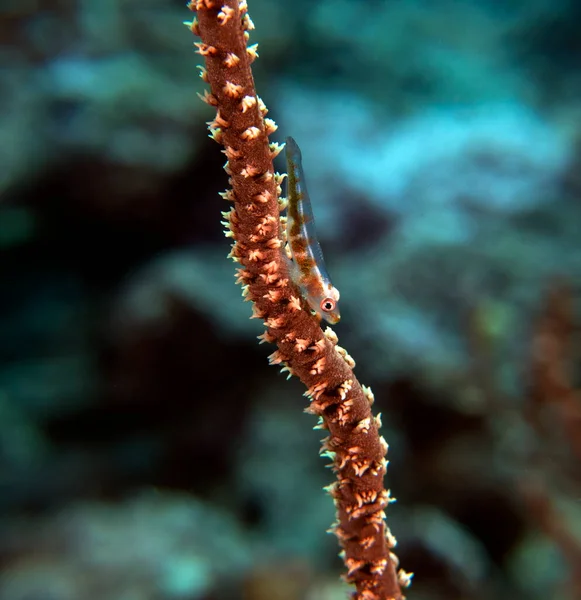 Goby Whip Coral Boracay Island Philippines — 스톡 사진