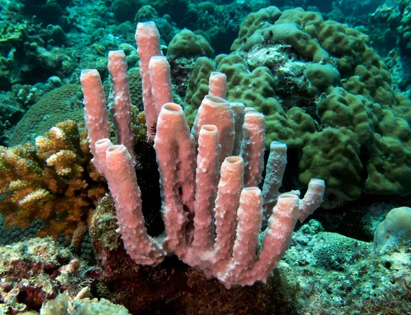Kallypilidion sp also known as Tube sponges Boracay Island Philippines