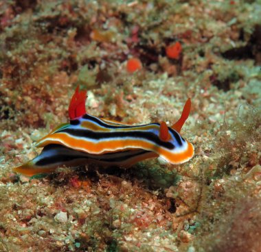 Front view of a Chromodoris Quadricolor nudibranch Boracay Island Philippines