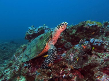 A Hawksbill turtle resting on hard corals Boracay Philippines