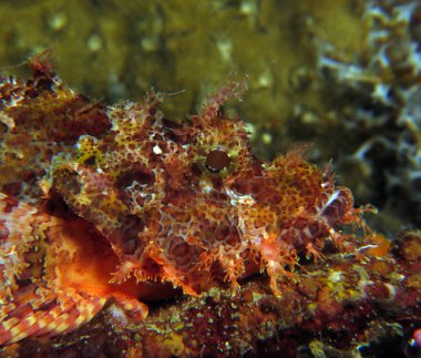 A Bearded scorpionfish Boracay Philippines