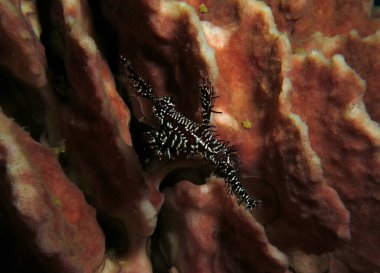 A black Ornate ghost pipefish Boracay Philippines