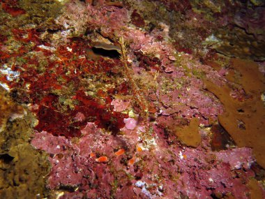 A yellow Ornate ghost pipefish Boracay Philippines