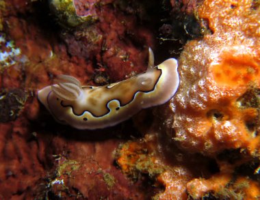 A Goniobranchus Coi nudibranch Boracay Philippines