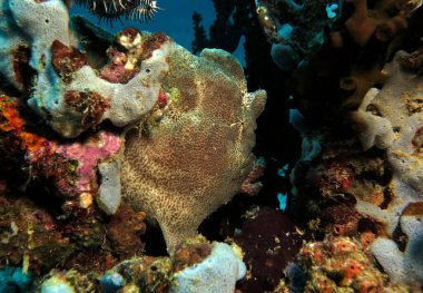 A green Frogfish on a Green cup coral Boracay Philippines