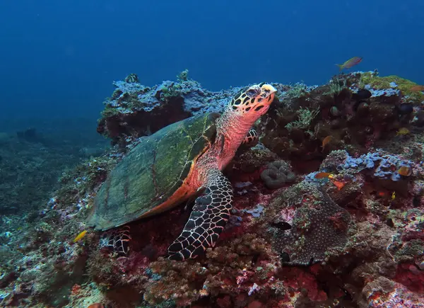 A Hawksbill turtle resting on hard corals Boracay Philippines 
