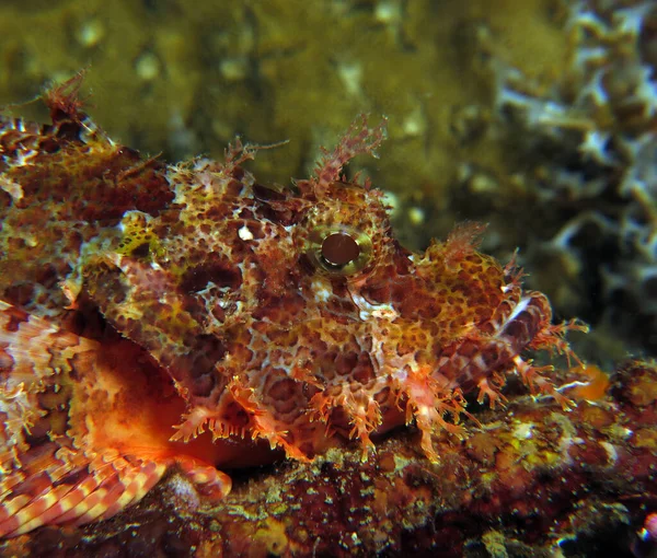 A Bearded scorpionfish Boracay Philippines