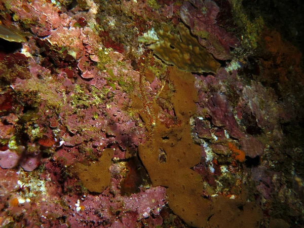 A yellow Ornate ghost pipefish Boracay Philippines