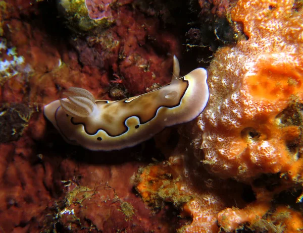 A Goniobranchus Coi nudibranch Boracay Philippines