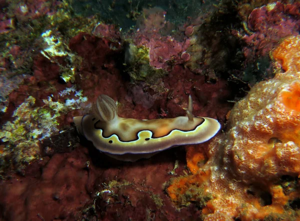 A Goniobranchus Coi nudibranch Boracay Philippines